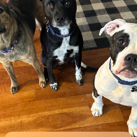 Meet your Posher, Gina - Picture 10 of 11